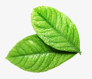 带水珠的绿色叶子免抠