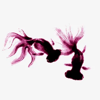 彩色虎头鱼免抠