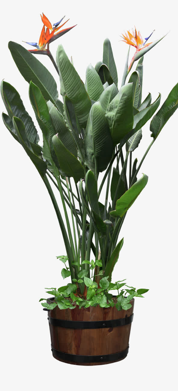 花瓶免抠