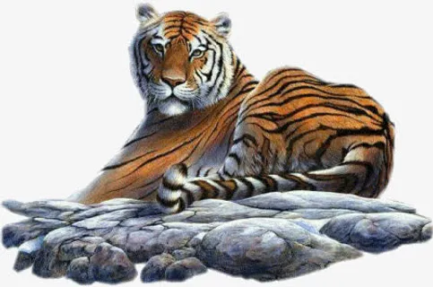 石头与老虎免抠