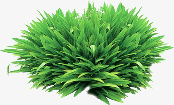 茂盛的萱草免抠