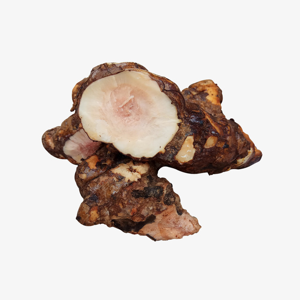 野生茯苓实物图设计素材免抠