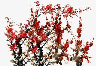 矢量手绘梅花素材免抠