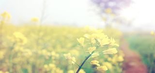 梦幻背景图高清