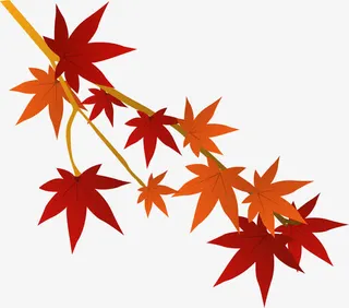 枫树树枝插画免抠