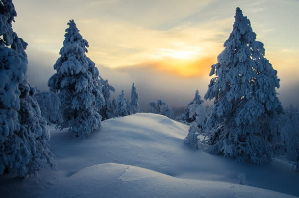 夕阳下的雪地小树免抠