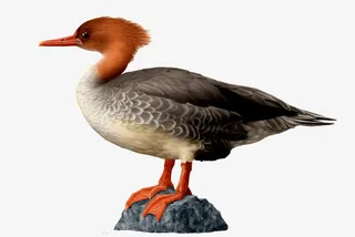 手绘中华秋沙鸭免抠