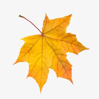 黄色枫叶免抠