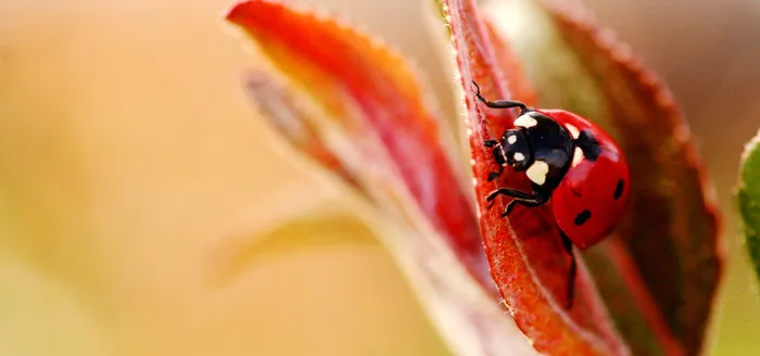 唯美昆虫背景高清