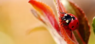 唯美昆虫背景高清