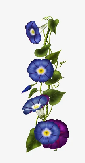 蓝色牵牛花免抠