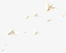 春天清新飞翔白鸽免抠装饰动物元素
