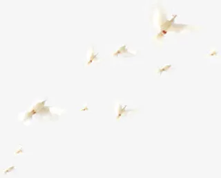 春天清新飞翔白鸽免抠装饰动物元素