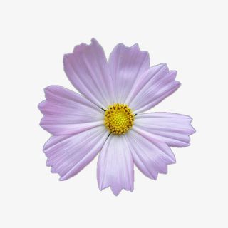 秀丽的秋英花免抠