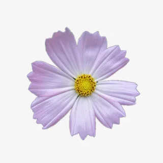 秀丽的秋英花免抠