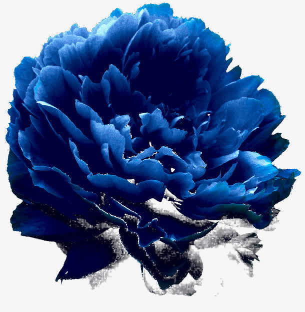 花卉免抠