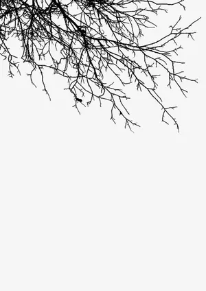 树枝 水墨画 中国画免抠