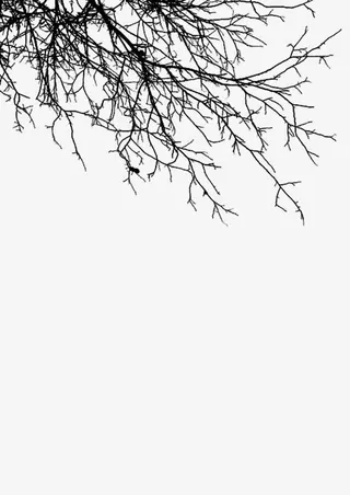 树枝 水墨画 中国画免抠