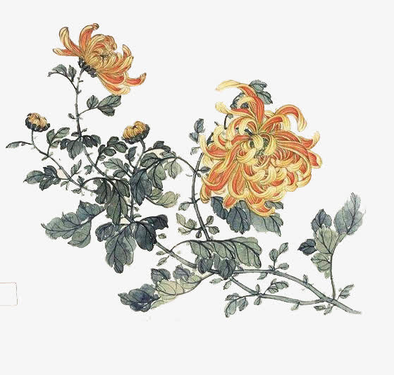 手绘菊花免抠