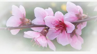 春天 草地 桃花 梨花 渐变透明元素19免抠背景场景背景元素