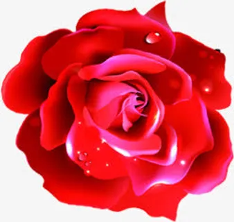 玫瑰娇艳水珠免抠