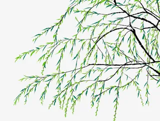 清新手绘树枝枝叶插画免抠