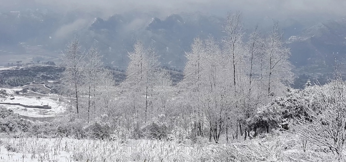 雪白色林海背景高清