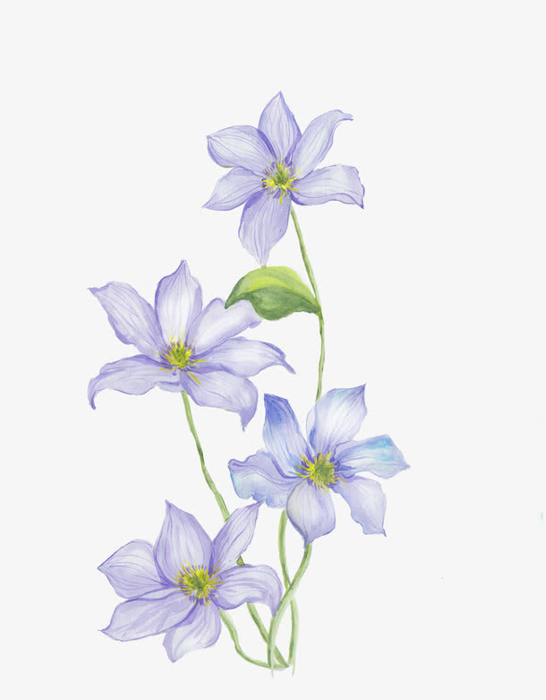 手绘淡紫色桔梗花免抠