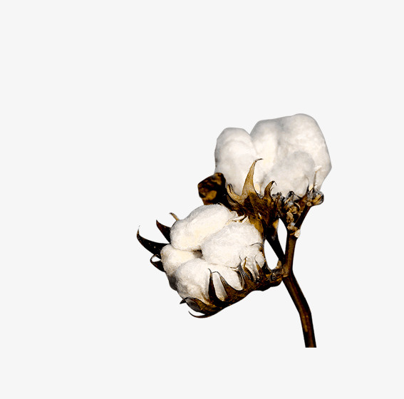 棉花,白色的,枝干,桔梗,棉花壳,免抠