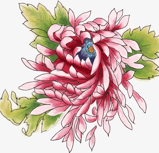 寒露秋天菊花手绘免抠