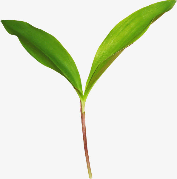 高清摄影绿色草本植物小树苗免抠