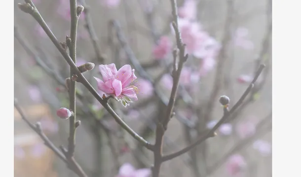 春天 草地 桃花 梨花 渐变透明元素15免抠背景场景背景元素