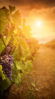 葡萄H5背景高清