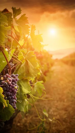 葡萄H5背景高清