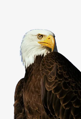 海雕半身照免抠