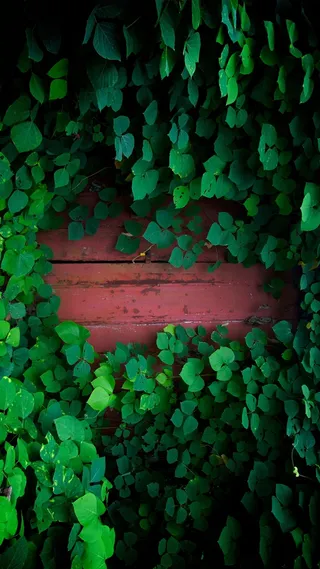 绿色的H5背景图片高清