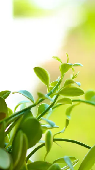 新芽H5背景高清