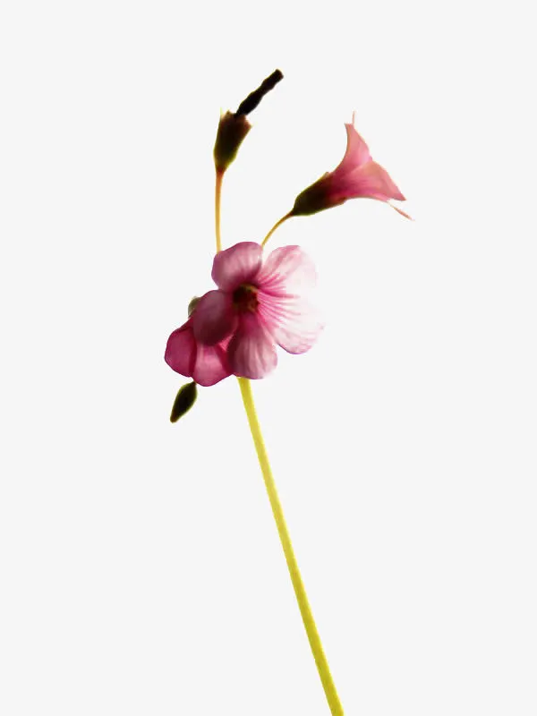 鲜花装饰粉紫花免抠