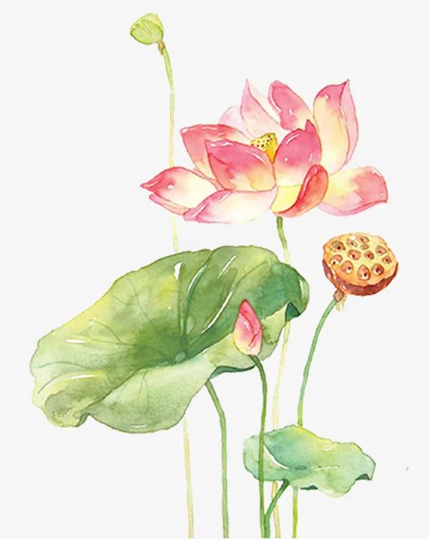 水粉系的荷花免抠