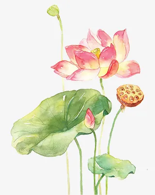 水粉系的荷花免抠
