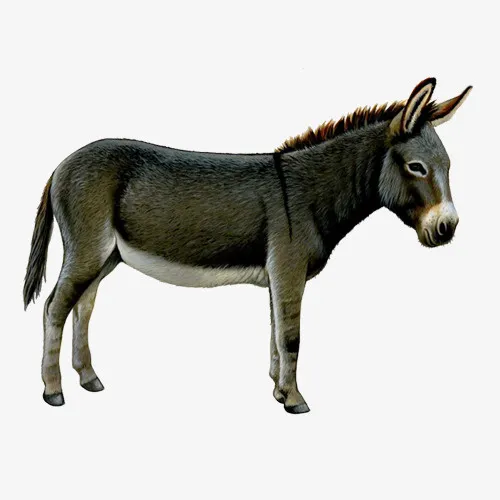 驴，黑灰，动物，温顺免抠