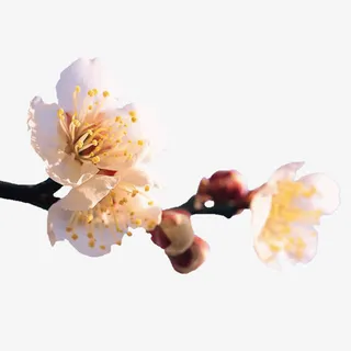 桃花黄色桃花装饰免抠