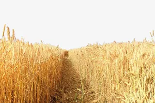 金色小麦麦田免抠