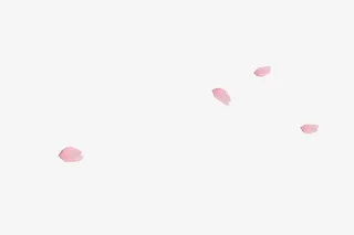 桃花花瓣    节日   鲜花免抠