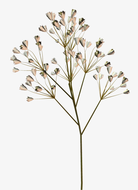 矢量花卉素材花草插画免抠
