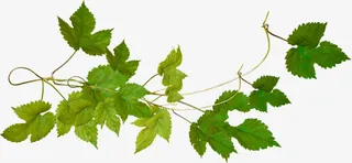 花卉标签装饰图片素材免抠