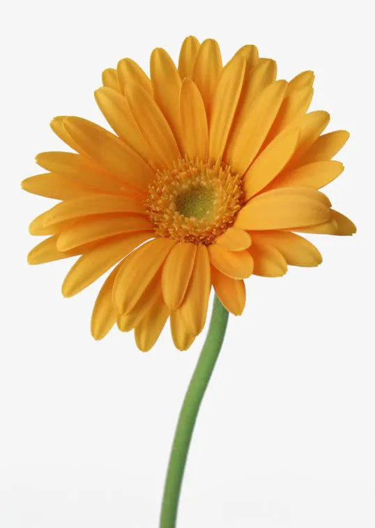黄色菊花小雏菊免抠