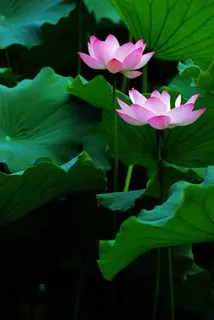 高清粉色荷花荷叶免抠