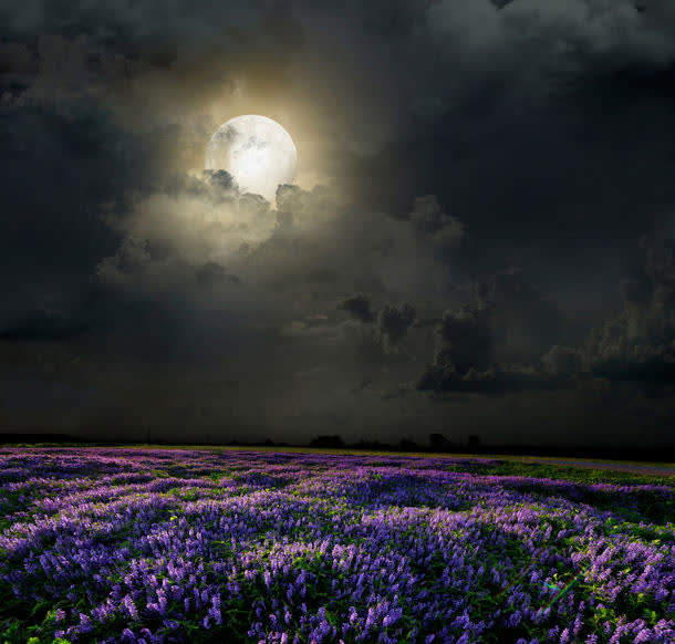 夜晚的花朵免抠背景底纹元素