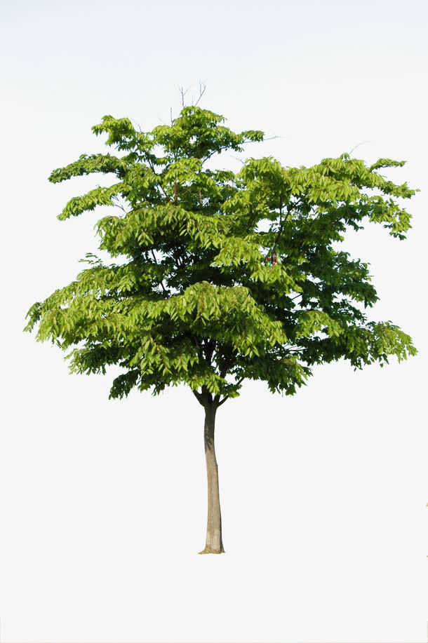 公园美化春天植物大树免抠